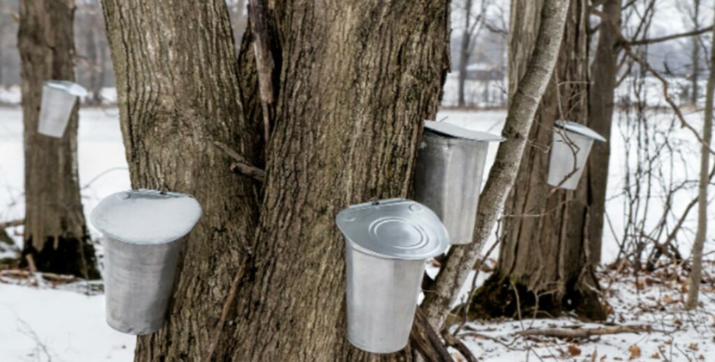 Pails hanging off of maple trees to catch sap